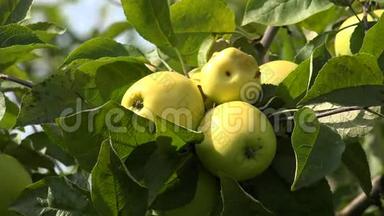 苹果树枝上成熟的苹果。 4K.